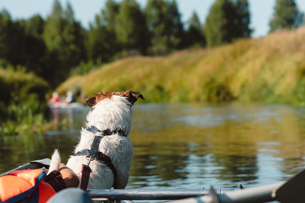village vacances longeville sur mer azureva vendee lac chien